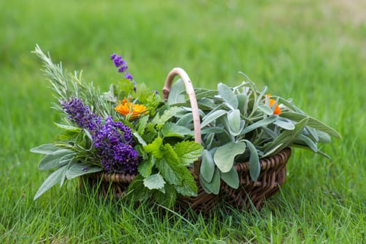 Freshly harvested herbs in a basket in the garden