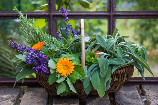 Freshly harvested herbs in a basket