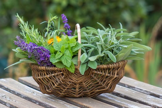 Freshly harvested herbs in a basket on a table