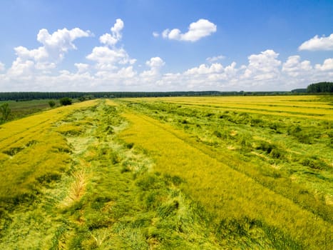 Aerial view of wheat field. Rural nanture form above.