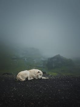 Moody and silent scene with a white, wolf like dog sleeping outdoors on the top of Transfagarasan mountain. Big shepherd hound in romania Carpathians, resting near the misty hills