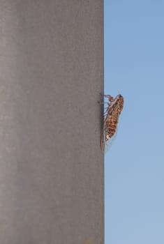 Cicada attached to metalic pole. Blue sky background