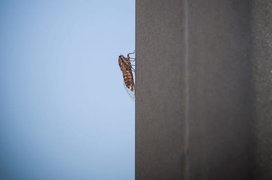 Cicada attached to metalic pole. Blue sky background