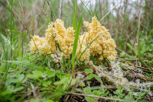 Mucilago crustacea, also known as dog sick slime mould. Carpophore with the appearance of a foamy mass