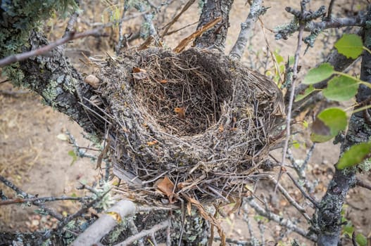 Little birds nest in the middle of the bush. Barruecos natural area, Caceres, Extremadura, Spain