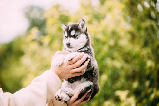 Four-week-old Husky Puppy Of White-gray-black Color Sitting In Hands Of Owner.