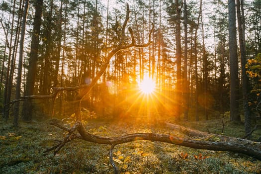 Beautiful Sunset Sunrise In Autumn Coniferous Forest. Sunshine Sunlight Through Woods In Fall Forest Landscape. Ground Is Strewn With Pine Needles.