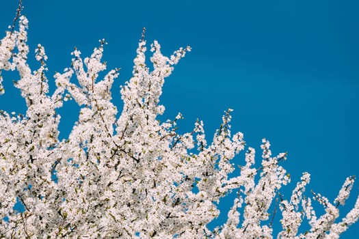 White Young Spring Flowers Of Prunus subg. Cerasus Growing In Branch Of Tree.