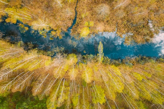 Spring Season. Aerial View. Young Birches Grow Among Small Marsh Bog Swamp. Deciduous Trees With Young Foliage Leaves In Landscape In Early Spring. Sky And Clouds Reflected In Water.