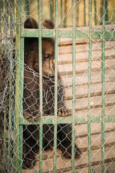 European Eurasian Brown Russian Bear Ursus Arctos Arctos In Cage. Small Teddy Bear.