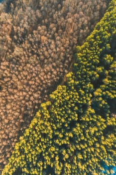 Aerial View Of Deciduous Trees Without Foliage Leaves And Green Pine Forest In Landscape At Early Spring. Top Flat View From High Attitude. Natural Backdrop Background Of European Woods. Drone View