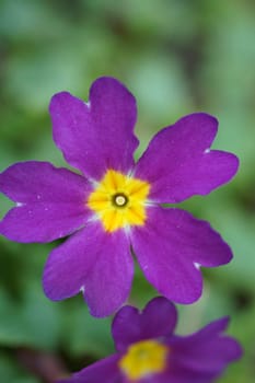 The purple flower of a primrose via close-up.
