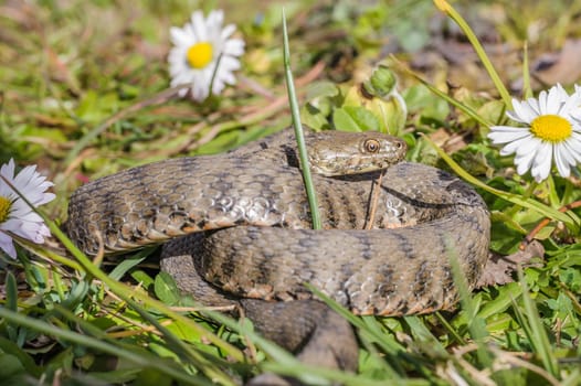 Viper is in the meadow with daisy