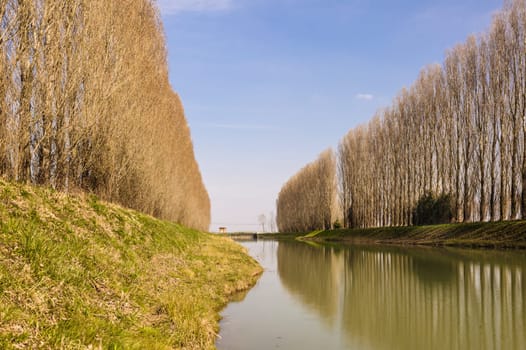 River with two rows of trees on the shore