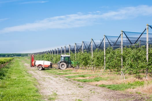Agricultural work. Treatment pesticide to fruit trees