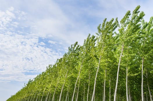 Planting of poplars for the production of cellulose