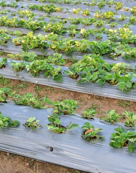 Strawberry plant with its fruit