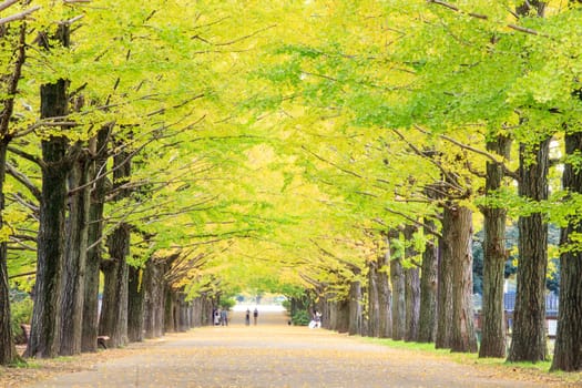 Showa Memorial Park for adv or others purpose use