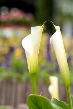 Bouquet of multicolored calla lilies. Floral pattern. Close-up. Abstract background