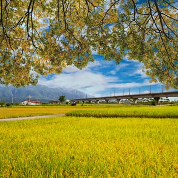 Landscape of paddy farm under blue sky in Hualien, Taiwan, Asia.