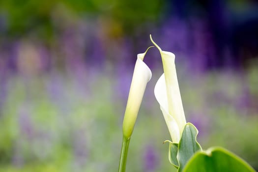 Bouquet of multicolored calla lilies. Floral pattern. Close-up. Abstract background