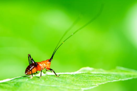 Grasshopper Macro for adv or others purpose use
