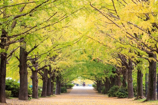 Showa Memorial Park for adv or others purpose use