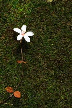 Aegiceras, dead leaves for adv or others purpose use