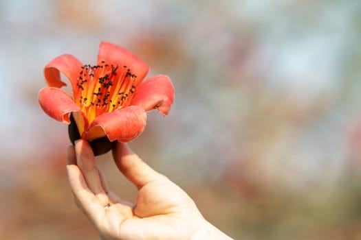 Wood cotton flower for adv or others purpose use