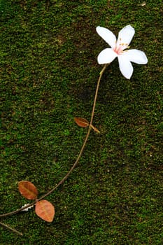 Aegiceras, dead leaves for adv or others purpose use