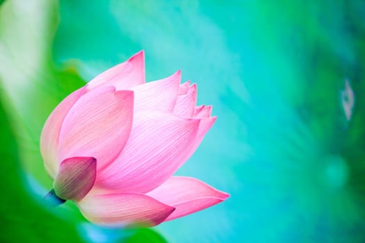 beautiful pink waterlily or lotus flower in pond for adv or others purpose use