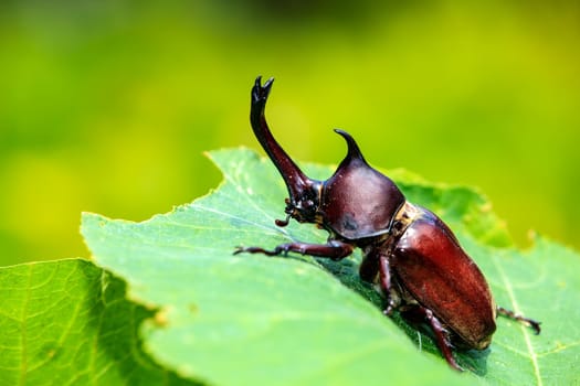 Rhinoceros beetle, Rhino beetle, Hercules beetle, Unicorn beetle for adv or others purpose use