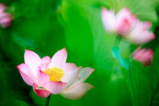 beautiful pink waterlily or lotus flower in pond for adv or others purpose use