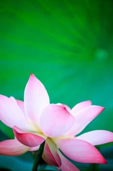 beautiful pink waterlily or lotus flower in pond for adv or others purpose use