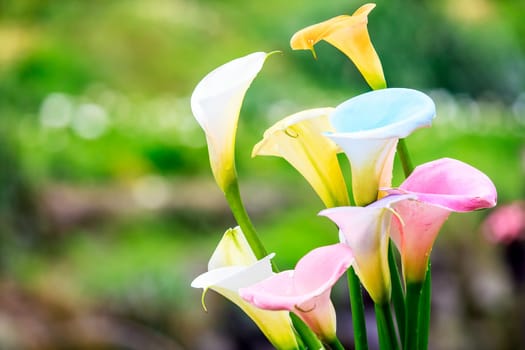 Bouquet of multicolored calla lilies. Floral pattern. Close-up. Abstract background