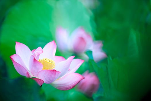 beautiful pink waterlily or lotus flower in pond for adv or others purpose use