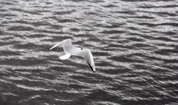 Black-headed Gull Flying Away  over water.