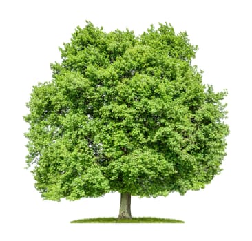Old oak against a white background