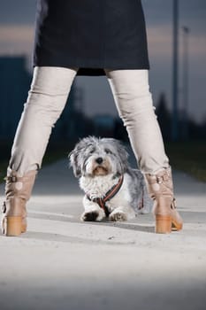 Deep frontal view of a mixed-breed dog sitting on a concrete path between the legs of a woman standing in front of her in grey jeans