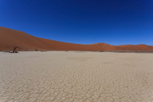Death tree with red dunes from Hidden Vlei, Sossusvlei Namibia