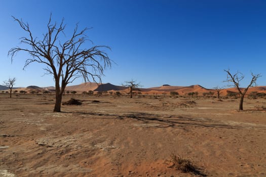 Death tree with red dunes from Hidden Vlei, Sossusvlei Namibia