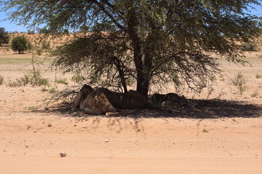 Lions sleeping under trees at Kgalagadi Transfontier Park, South Africa