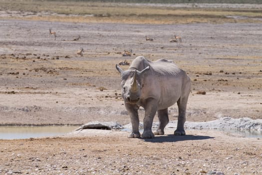 Black rhinoceros from Etosha National Park, Namibia