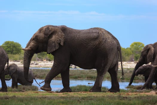 Herd of elephants from Etosha National Park, Namibia