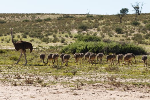 A family of ostriches at Kgalagadi National Park, South Africa