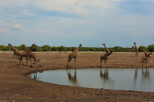 Herd of giraffes from Etosha National Park, Namibia