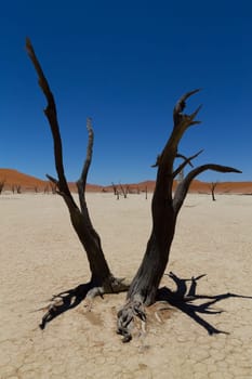 A view from Dead Vlei, Sossusvlei Namibia