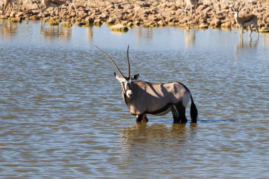 Orix inside Okaukuejo waterhole from Etosha National Park, Namibia