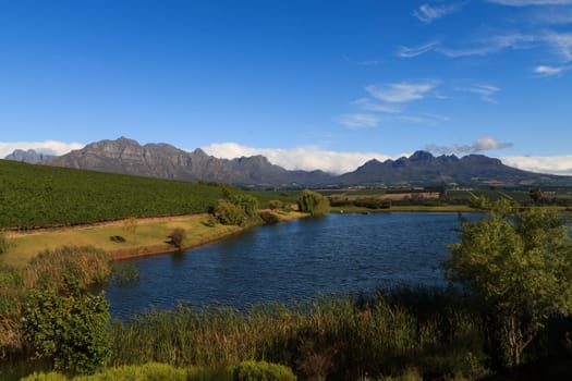 A Stellenboscsh panorama with tipical rows of vines, South Africa