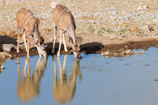 Kudu drinking at Namutoni waterhole from Etosha National Park, Namibia